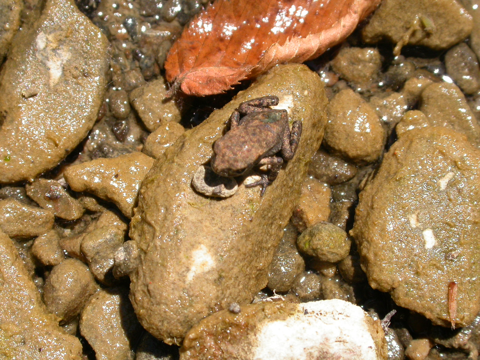 Siğilli Kurbağa - Bufo bufo